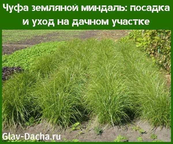 Условия ухода за чуфой в разные сезоны