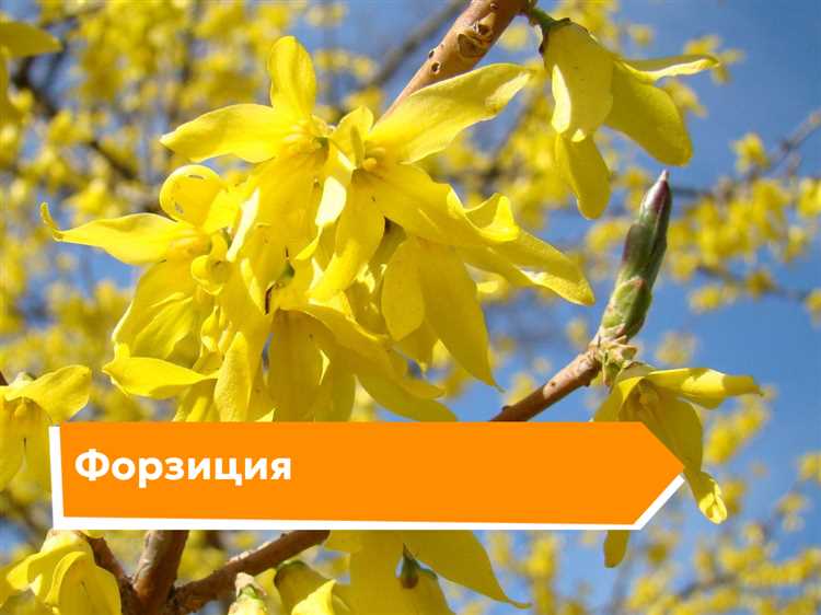 Борьба с заболеваниями и вредителями форзиций