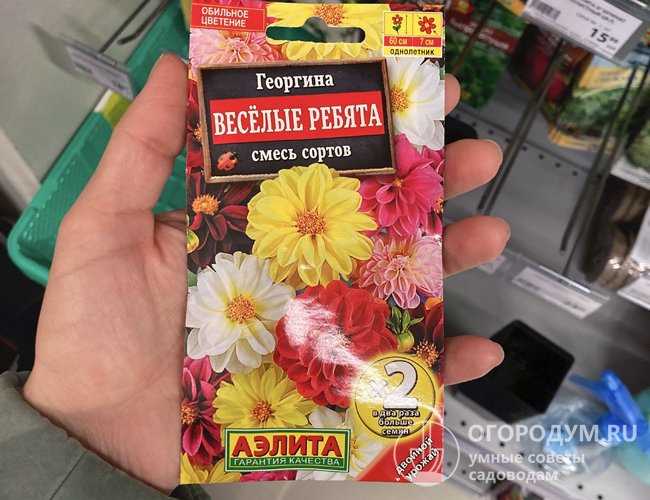 Сбор и хранение клубней георгинов