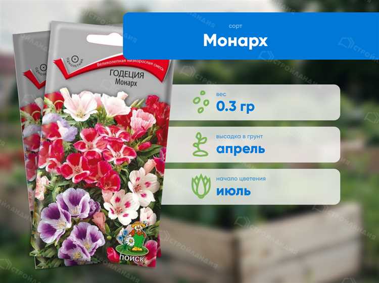 Правила посева семян годеции на рассаду