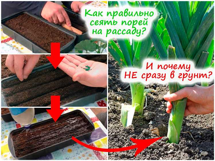 Выбор семян лука-порея для посадки