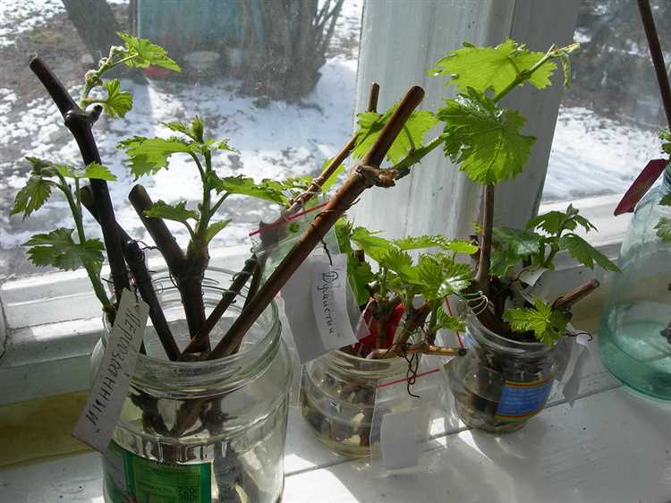 Стимуляторы роста: какие вещества применять и как