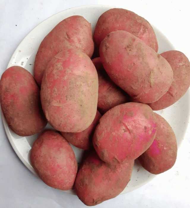 Как выбрать картофель с шершавой кожурой и розовыми глазками