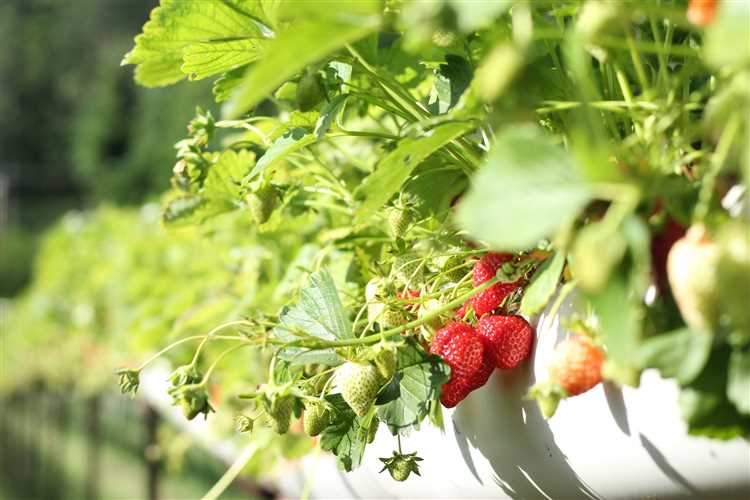 Влияние климатических условий на сроки созревания клубники