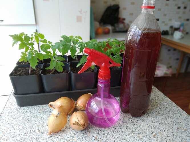 Методы компостирования луковой шелухи для улучшения почвы