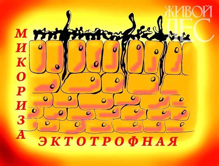 Методы использования микоризы в сельском хозяйстве