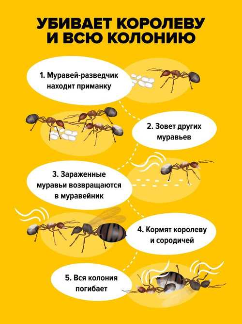 Как правильно хранить Муравьин и избегать его порчи