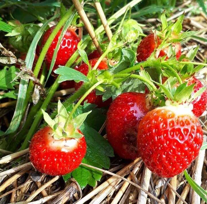 Какие признаки недостатка питательных веществ у клубники?