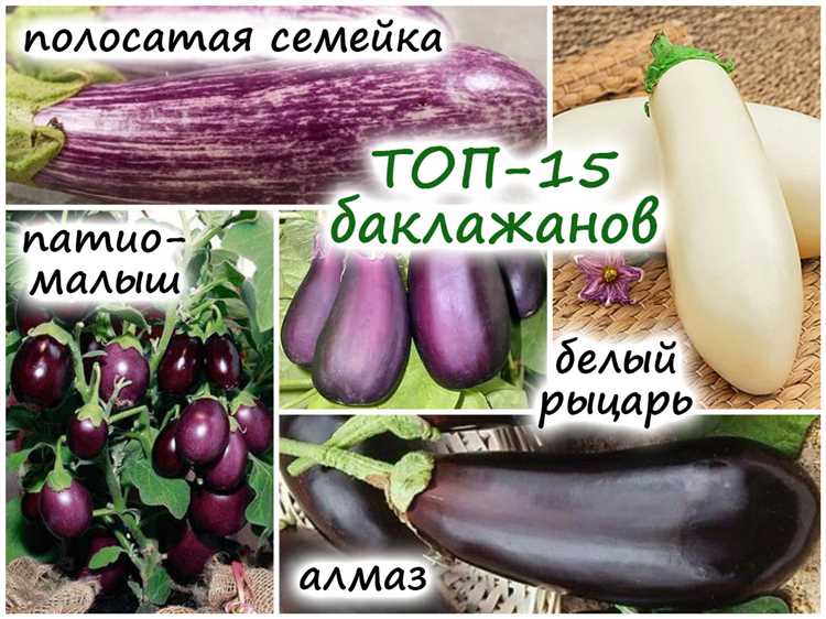 Баклажаны для открытого грунта: устойчивые к болезням сорта