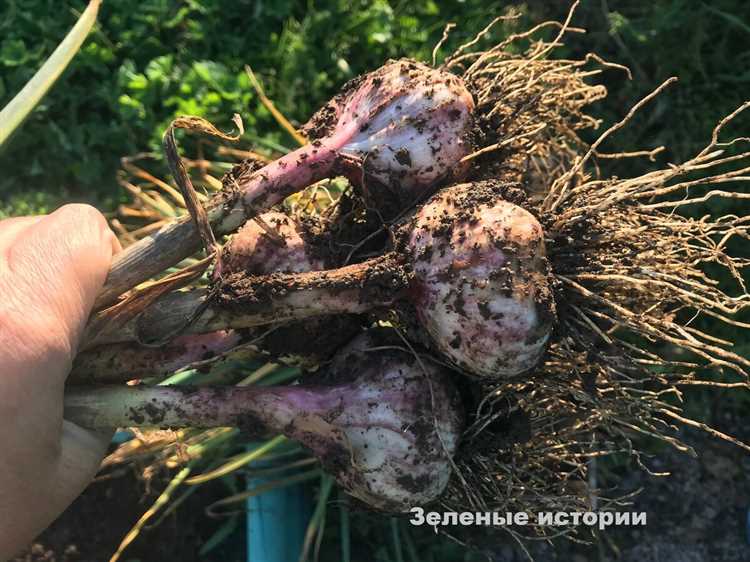 Выбор сорта чеснока для быстрой посадки