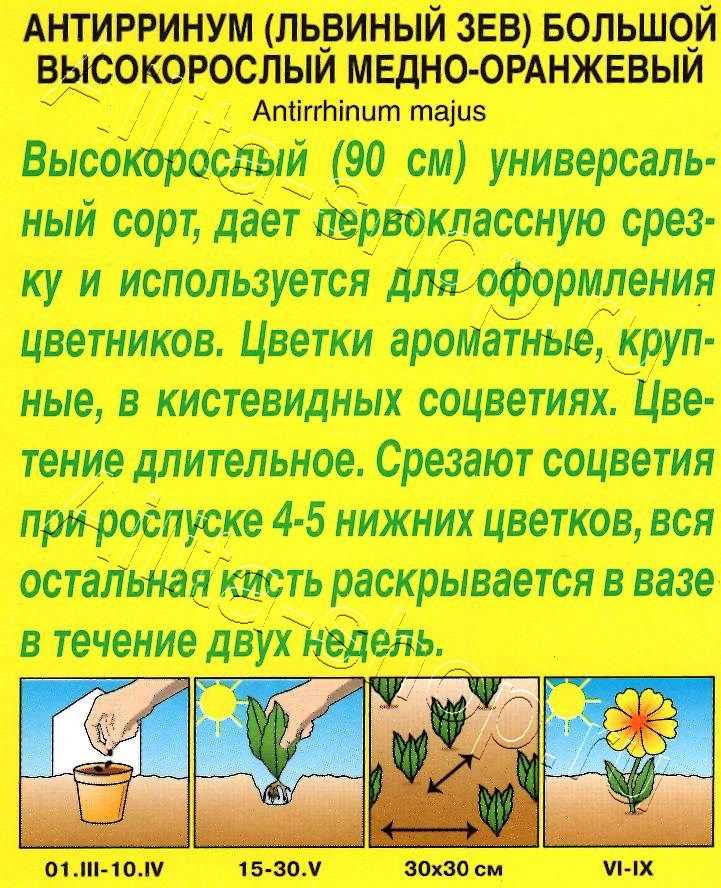 Секреты размножения львиного зева