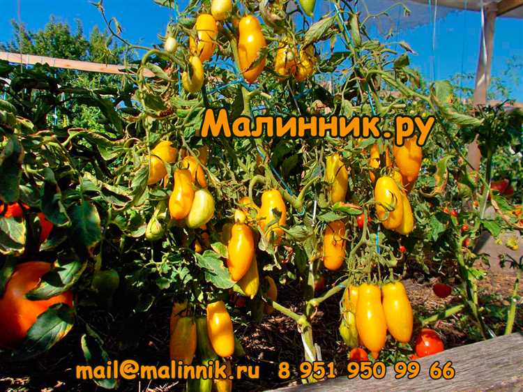 Закаливание рассады перед высадкой на постоянное место