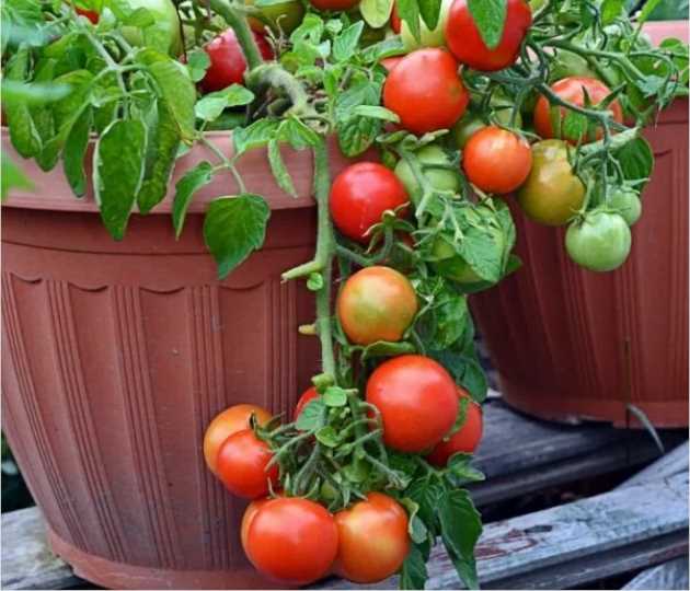 Определение подходящих сортов для открытого грунта: климатические условия