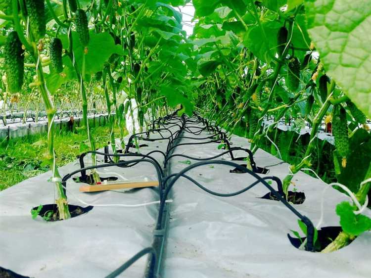 Оптимальные условия хранения шлангов и поливного оборудования