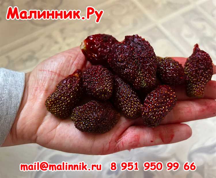 Как выбрать лучшие сорта клубники для средней полосы
