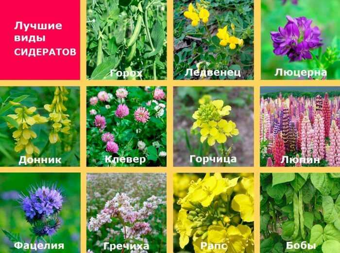 Определение и преимущества вики яровой как сидерата
