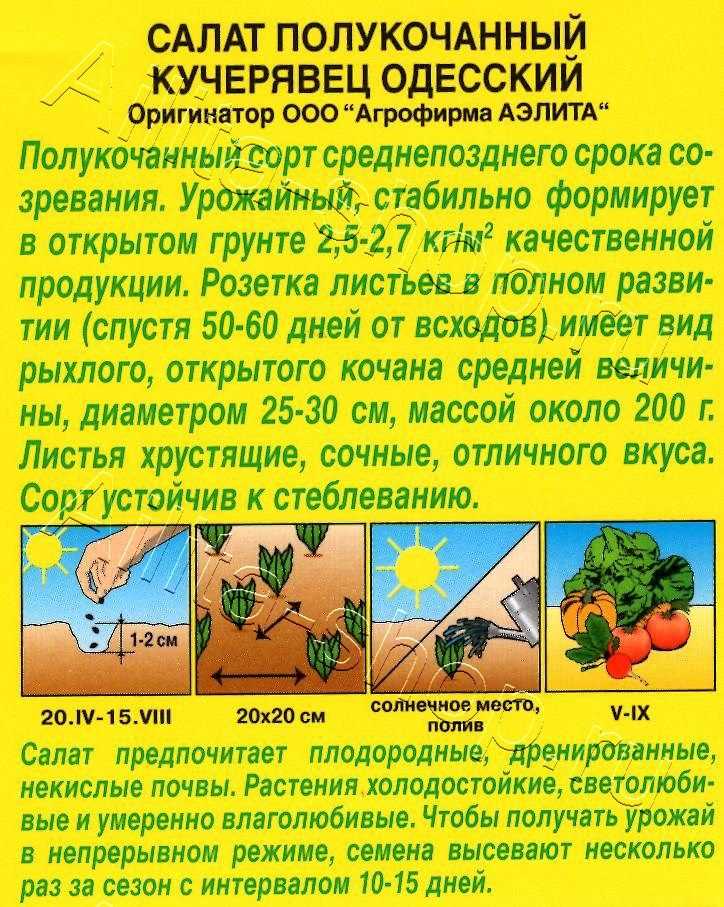 Когда и как собирать урожай с различных сортов салата