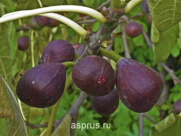 Оптимальные условия для посадки дынь