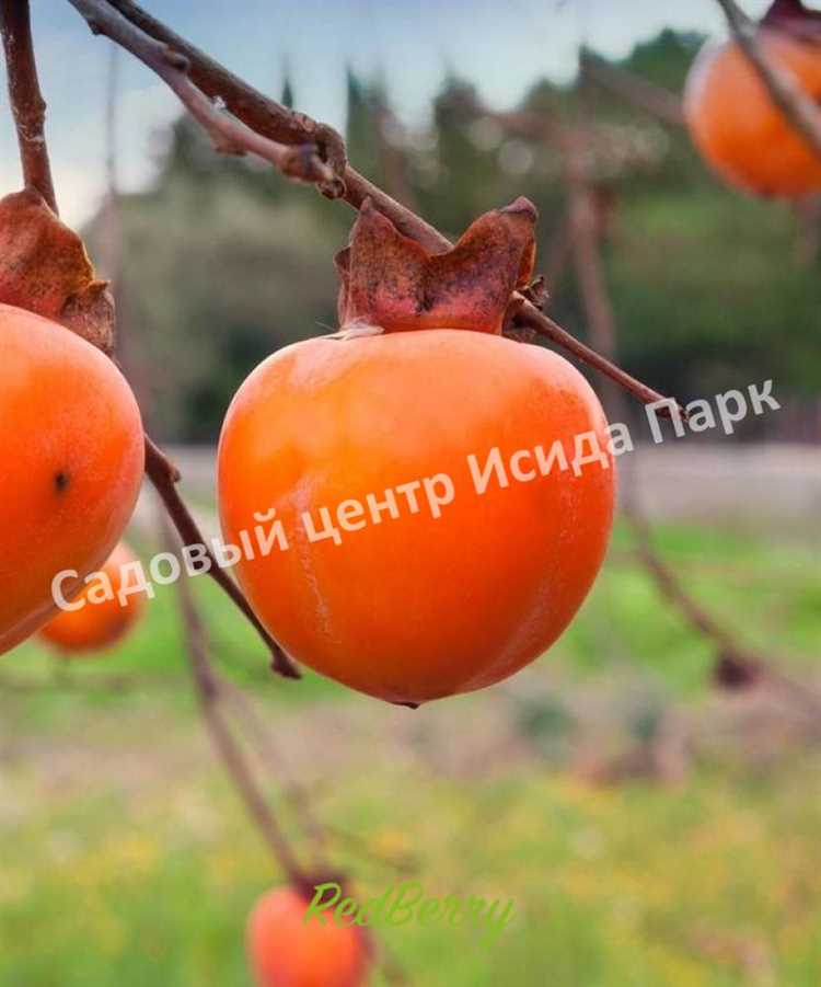 Уход за хурмой: полив, обрезка и защита от вредителей